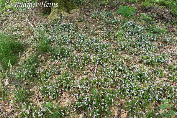 Claytonia sibirica (Sibirisches Tellerkraut), 25.5.2020