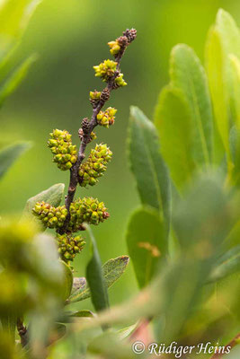Myrica gale (Gagelstrauch), 22.7.2019