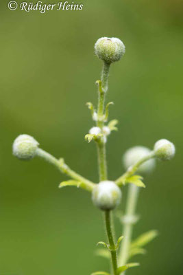 Clematis vitalba (Gewöhnliche Waldrebe), 29.6.2020