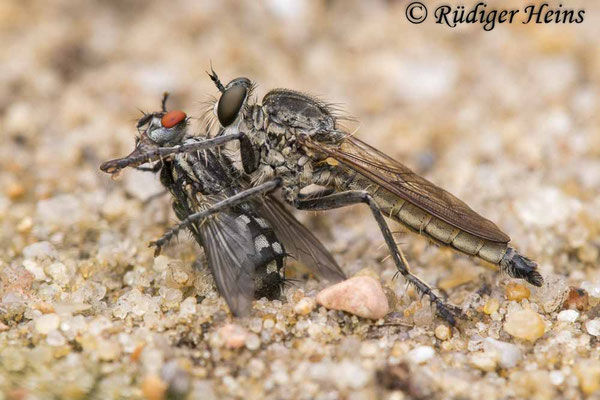 Philonicus albiceps (Sand-Raubfliege) Männchen