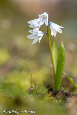 Puschkinia scilloides (Puschkinie oder Kegelblume), 2.4.2023