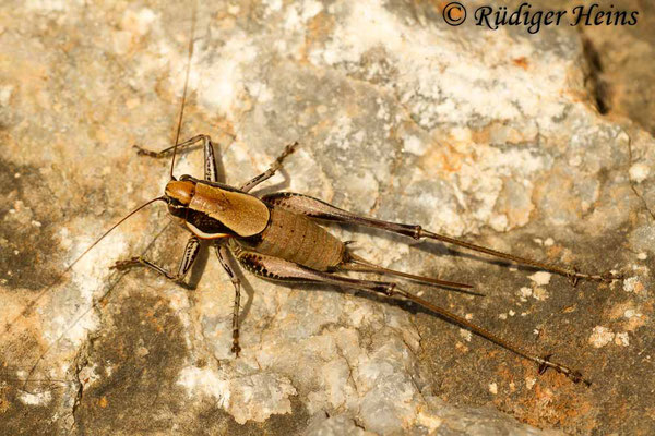 Eupholidoptera smyrnensis Weibchen, 13.5.2015