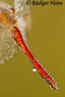 Sympetrum pedemontanum (Gebänderte Heidelibelle) Männchen, 4.8.2012