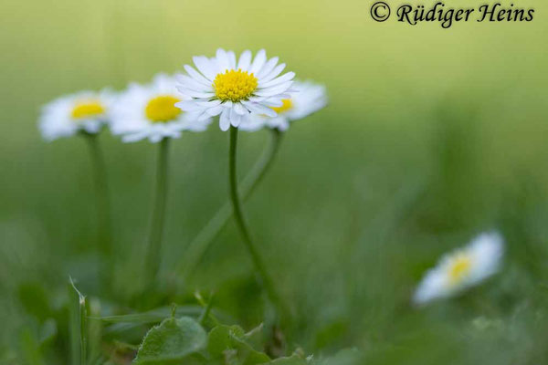 Bellis perennis (Gänseblümchen)