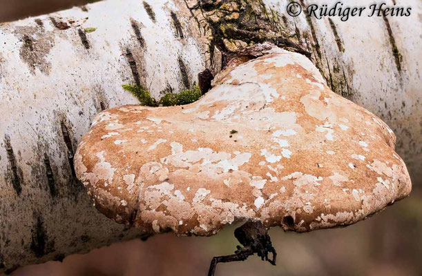 Fomitopsis betulina (Birkenporling), 25.1.2021 (Stack aus 28 Einzelaufnahmen)