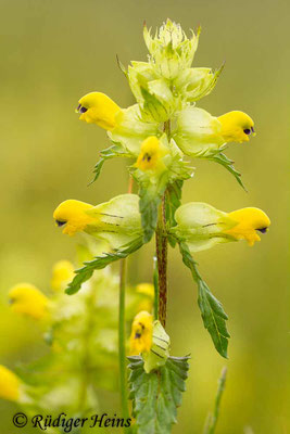 Rhinanthus angustifolius (Großer Klappertopf), 4.6.2014