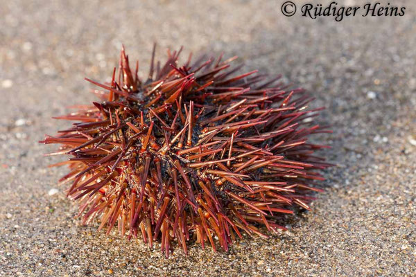 Paracentrotus lividus (Steinseeigel)