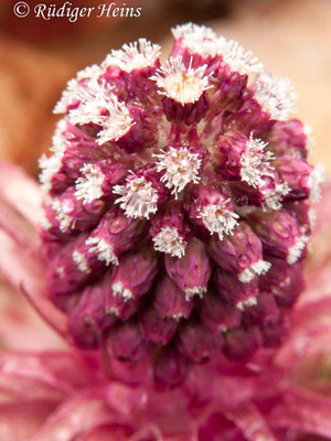 Petasites hybridus (Gewöhnliche Pestwurz)