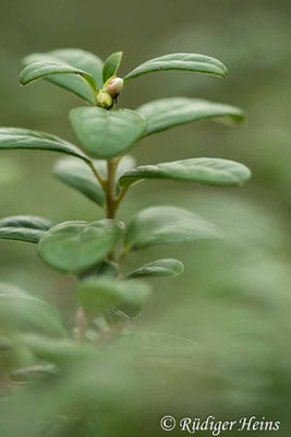 Vaccinium vitis-idaea (Preiselbeere), 3.11.2022
