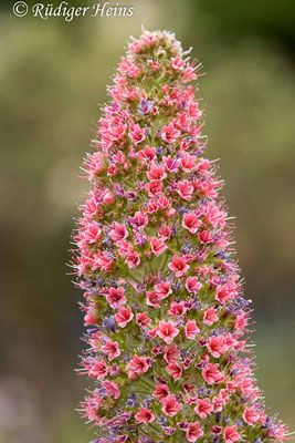 Wildprets Natternkopf (Echium wildpretii), 17.5.2023 - Makroobjektiv 180mm f/3.5