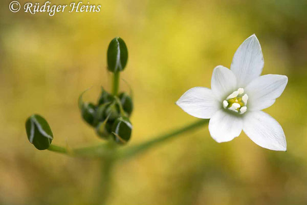 Ornithogalum umbellatum (Dolden-Milchstern), 12.5.2023