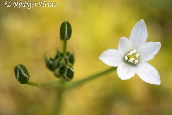 Ornithogalum umbellatum (Dolden-Milchstern)