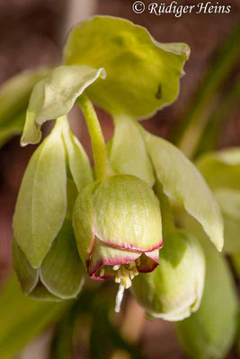 Helleborus foetidus (Stinkende Nieswurz)