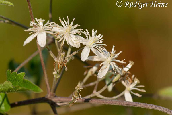 Clematis vitalba (Gewöhnliche Waldrebe), 29.7.2007