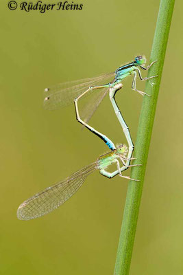 Ischnura pumilio (Kleine Pechlibelle) Paarung, 10.6.2011