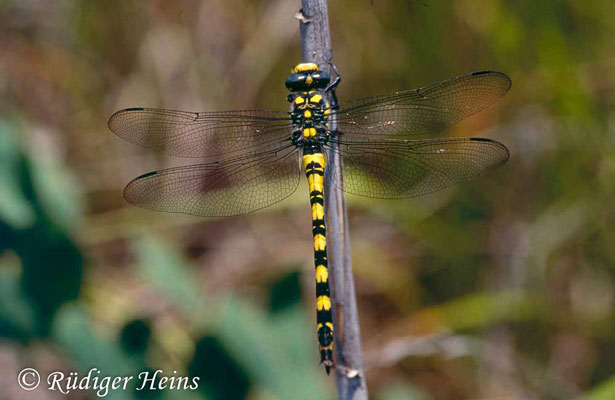 Cordulegaster insignis (Türkische Quelljungfer) Weibchen, 10.6.2001 (Scan vom Dia)