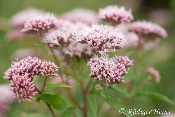 Eupatorium cannabinum (Gewöhnlicher Wasserdost), 30.7.2025