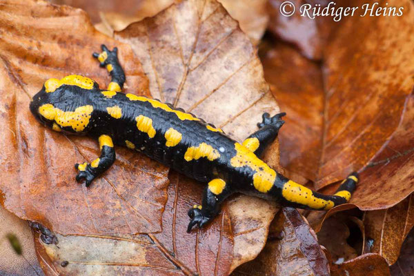 Salamandra salamandra (Feuersalamander), 5.4.2008