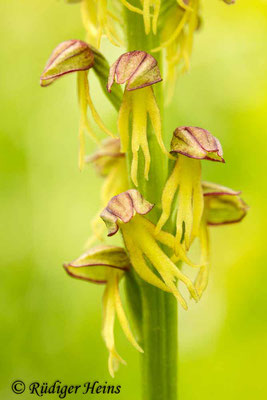 Orchis anthropophorum (Ohnsporn), 20.5.2015