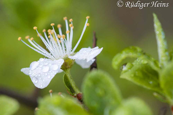 Prunus spinosa (Schlehe oder Schwarzdorn), 1.5.2010