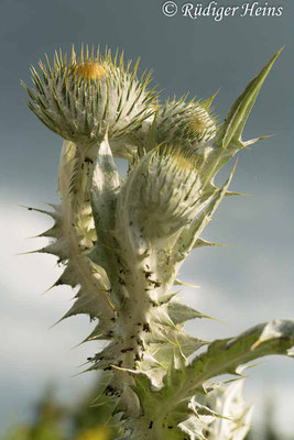 Onopordum acanthium (Gewöhnliche Eselsdistel) Knospen vor Gewitterhimmel, 16.6.2019