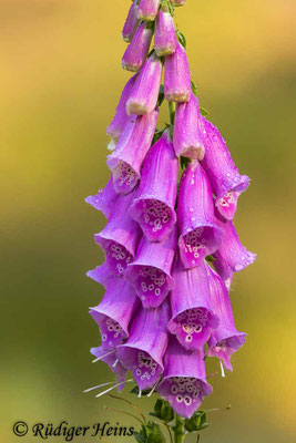 Digitalis purpurea (Roter Fingerhut), 9.6.2024