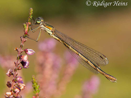 Lestes virens (Kleine Binsenjungfer) Weibchen, 7.9.2016