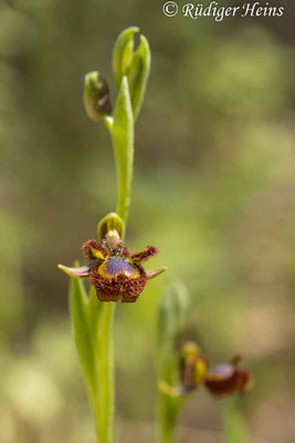 Ophrys speculum (Spiegel-Ragwurz)