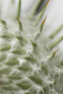 Onopordum acanthium (Gewöhnliche Eselsdistel) Stacheln an Knospe, 10.7.2019