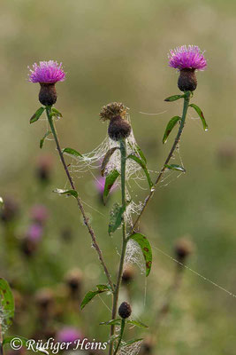 Centaurea nigra (Schwarze Flockenblume), 1.9.2017