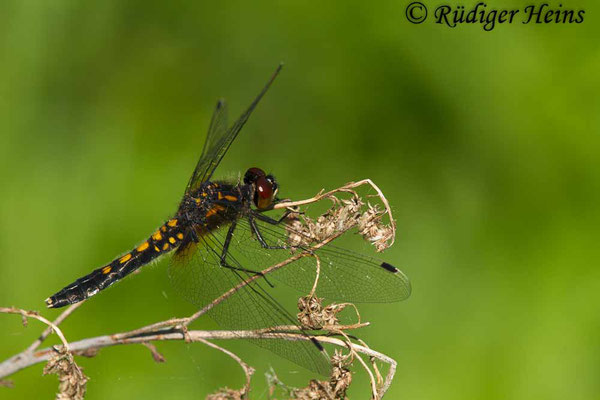 Leucorrhinia caudalis (Zierliche Moosjungfer) junges Weibchen, 21.5.2017