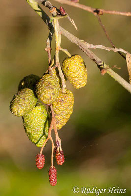 Alnus glutinosa (Schwarz-Erle), 20.10.2007