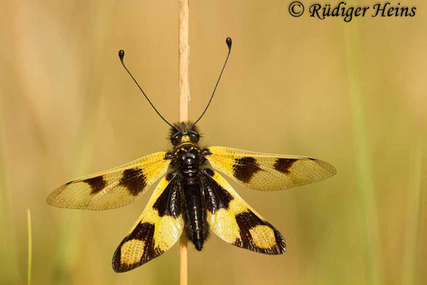 Libelloides macaronius (Östlicher Schmetterlingshaft), 5.7.2016