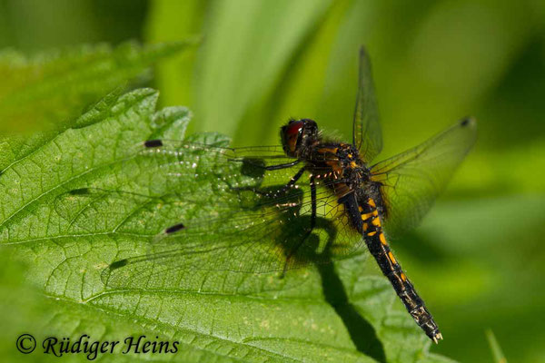 Leucorrhinia caudalis (Zierliche Moosjungfer) junges Weibchen, 21.5.2017