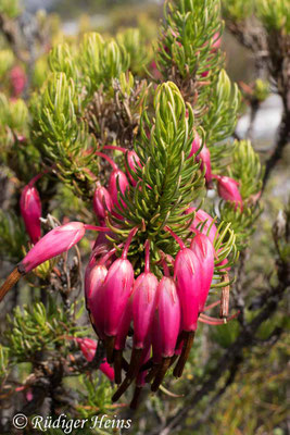 Erica plukenetii (Plukenet Heide), 15.1.2019