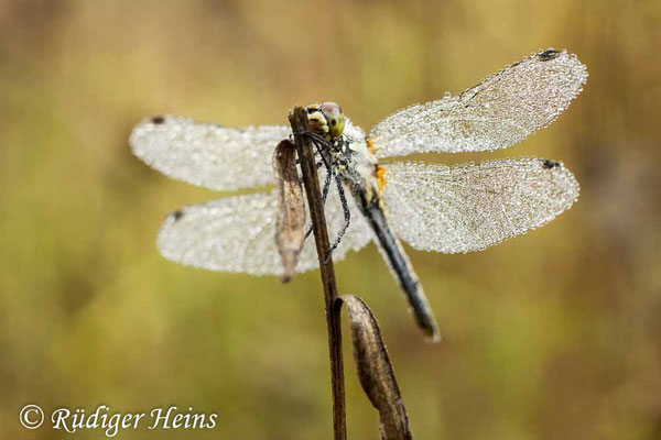 Sympetrum danae (Schwarze Heidelibelle) Weibchen, 8.9.2022