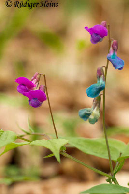 Lathyrus vernus (Frühlings-Platterbse)