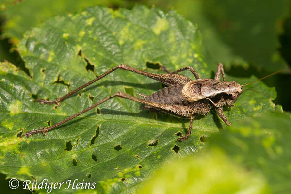 Pholidoptera griseoaptera (Gemeine Strauchschrecke) Männchen, 25.8.2020