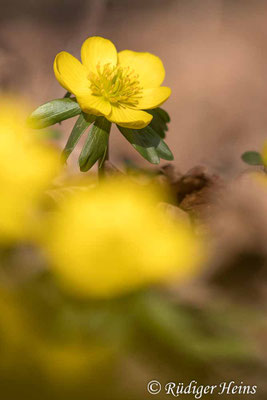 Eranthis hyemalis (Winterling)
