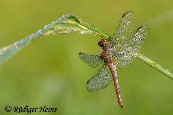 Sympetrum sanguineum (Blutrote Heidelibelle) Weibchen, 23.9.2007