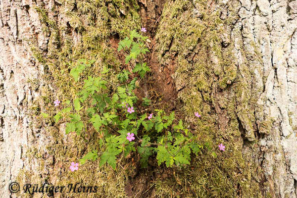 Geranium robertianum (Ruprechtskraut), 14.6.2022