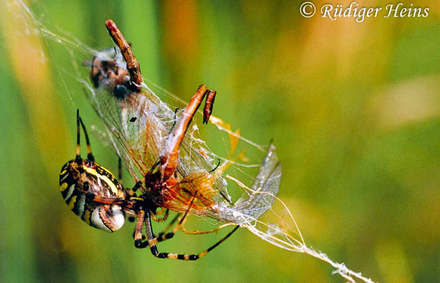 Sympetrum flaveolum (Gefleckte Heidelibelle) Männchen im Spinnennetz, 10.9.2005 (Scan vom Dia)