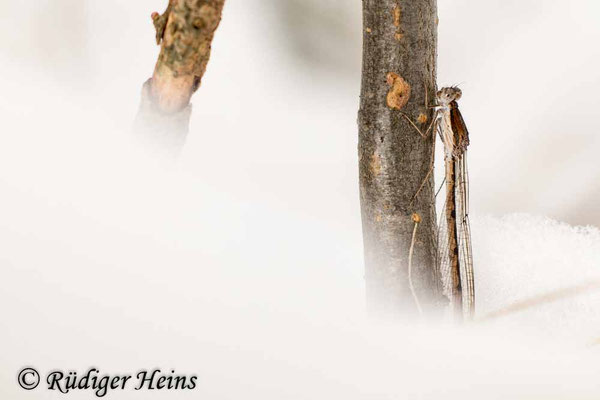 Männchen der Gemeinen Winterlibelle im Schnee