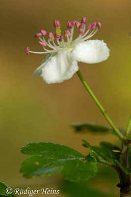 Crataegus laevigata (Zweigriffeliger Weißdorn), 29.4.2019