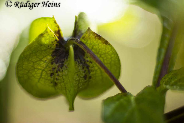 Nicandra physalodes (Giftbeere), 18.9.2022