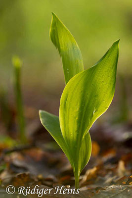 Convallaria majalis (Maiglöckchen) Blatt, 13.4.2017