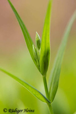 Stellaria holostea, Große Sternmiere