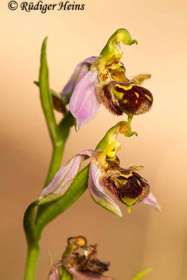  Ophrys apifera (Bienen-Ragwurz), 17.5.2014