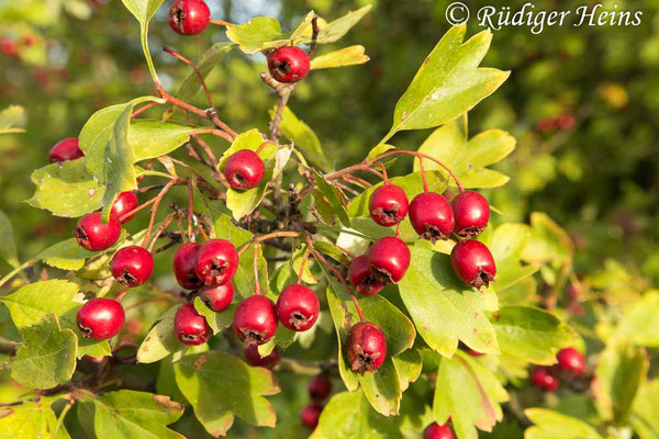 Crataegus monogyna (Eingriffeliger Weißdorn), 3.10.2018