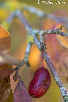 Cornus mas (Kornelkirsche) Beere, 29.9.2025